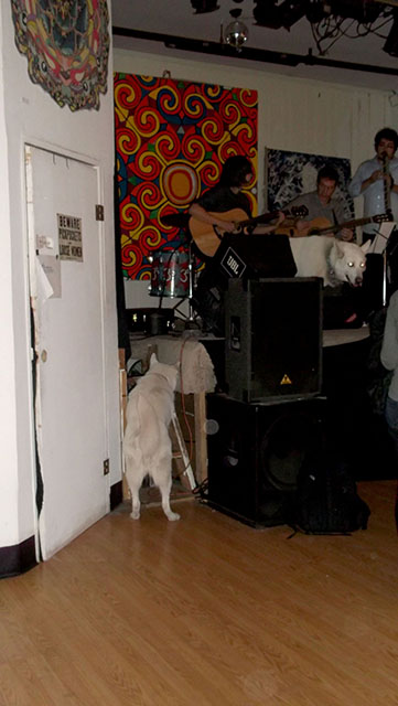 band with dogs at Annual Drawing Salon opening